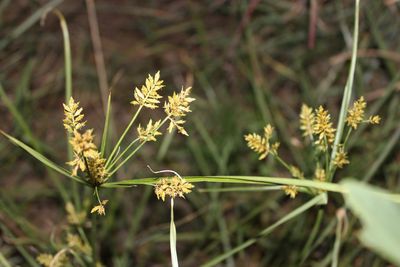 Close-up of plant growing on field