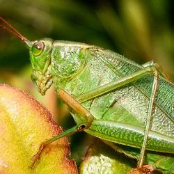 Close-up of insect on leaf