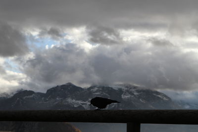 View of bird against cloudy sky