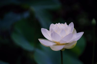 Close-up of white water lily