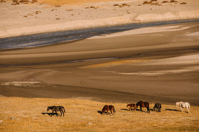 Flock of sheep on a land