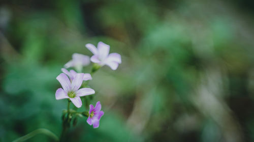 Close-up of pink flowering plant