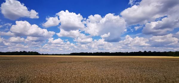 Scenic view of agricultural field against sky