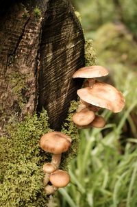 Close-up of mushroom growing on tree