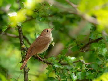 Close-up of bird perching on branch