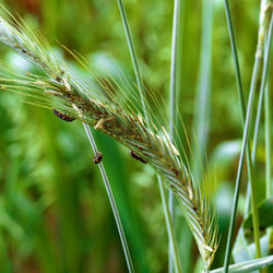 Close-up of stalks against blurred background