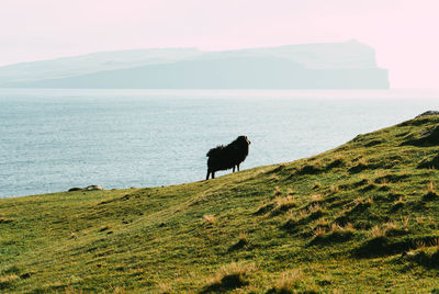 Dog on the sea shore