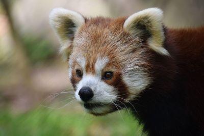 Close-up of an animal looking away