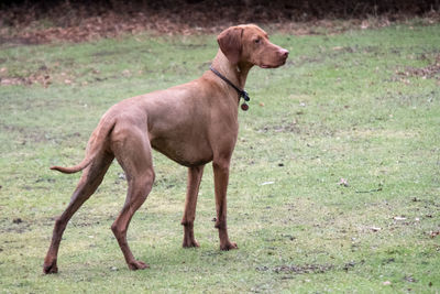 Dog on field