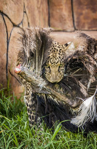 Leopard eating dead bird on field
