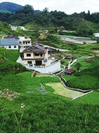 Houses on field by trees and buildings