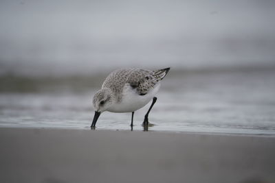 Bird perching on a beach