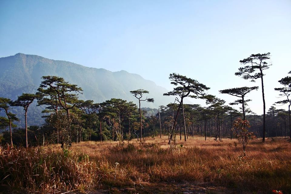 clear sky, mountain, landscape, tranquility, tranquil scene, copy space, tree, scenics, mountain range, beauty in nature, nature, non-urban scene, field, grass, growth, blue, remote, sky, plant, day