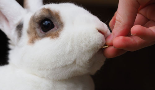 Close-up of hand holding white rabbit