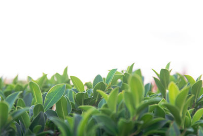 Close-up of fresh green plants against sky