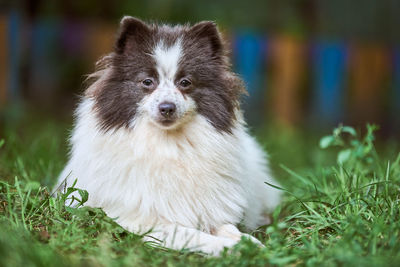 Pomeranian spitz dog in garden. cute pomeranian puppy on walk, white black color. spitz pom dog