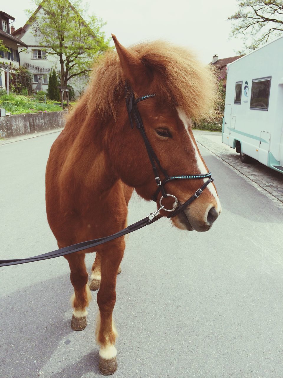 animal themes, one animal, domestic animals, mammal, building exterior, livestock, built structure, horse, working animal, architecture, street, standing, brown, animal head, outdoors, road, day, portrait, herbivorous, zoology