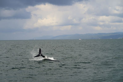 View of ducks swimming in sea