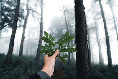 Cropped hand of man holding plant