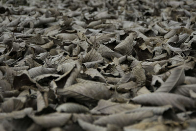 Full frame shot of dried leaves