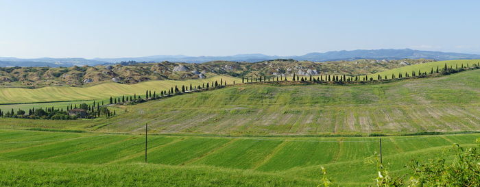 Scenic view of agricultural field against sky