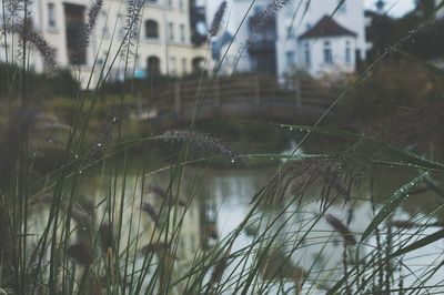 Plants growing by lake