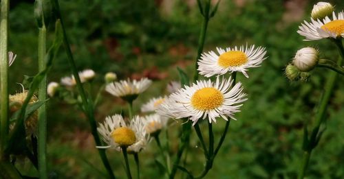 Close-up of flowers