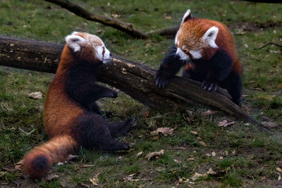 Pandas playing 