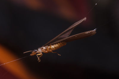 Close-up of insect