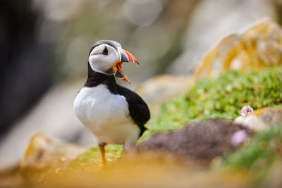 Puffin birds on the saltee islands in ireland, fratercula arctica