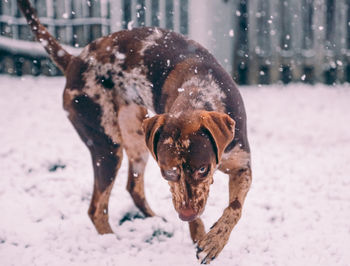 Dog on snow covered land