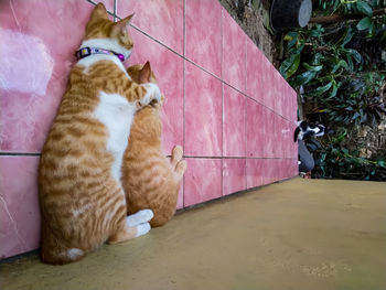 High angle view of cat sitting