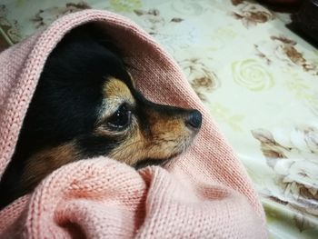 Close-up of dog on bed