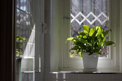 Potted plant on window sill