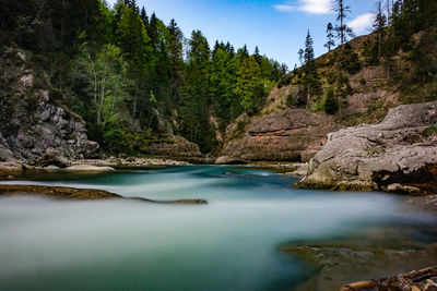 Scenic view of river amidst trees against sky