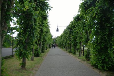 Road passing through forest