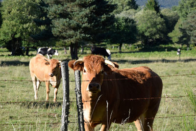 Cows in a field