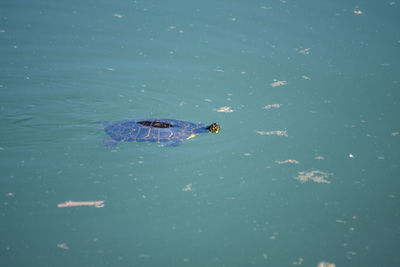 High angle view of turtle swimming in lake