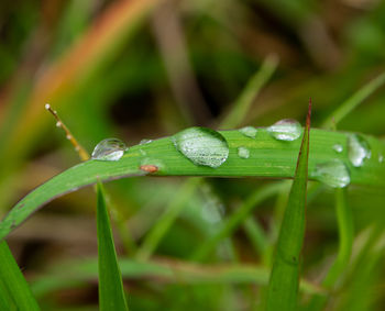 Close-up of raindrops on leaf