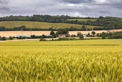 Corn crops growing on field