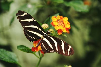 Close-up of butterfly pollinating on orange flower