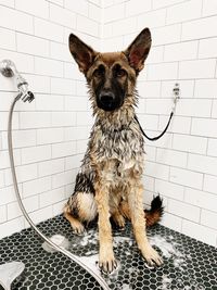 Portrait of dog on floor