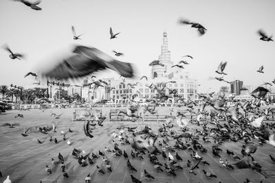 Flock of seagulls flying in city