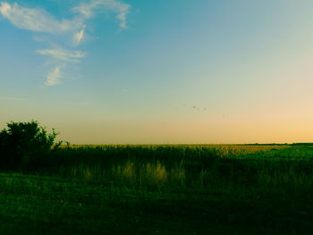 Scenic view of agricultural field against clear sky