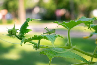 Close-up of insect on plant