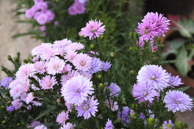 Close-up of purple flowering plants