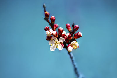 Close-up of red cherry blossom against blue sky