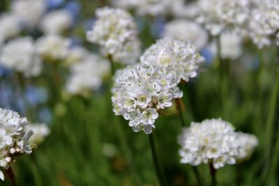 Close-up of white flowering plant