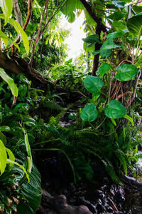 Plants and trees in forest