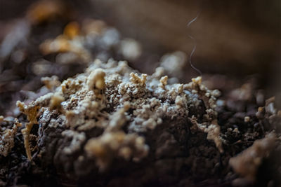 Close-up of ice cream